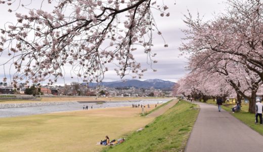 金沢の桜スポット2020！犀川緑地公園の開花や見頃はいつ？見所や口コミも！