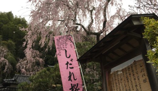 石川県の桜スポット2020！喜多家しだれ桜の開花や見頃はいつ？見所や口コミも！