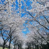 金沢の桜スポット2020！卯辰山の開花や見頃はいつ？見所や口コミも！