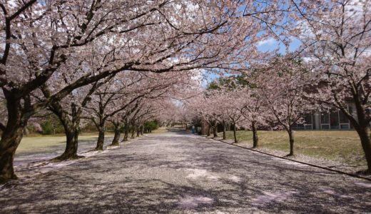 石川県の桜スポット2020！加賀市中央公園の開花や見頃はいつ？見所や口コミも！