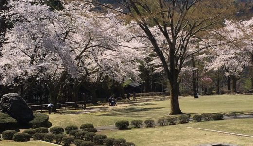 石川県農林総合研究センター2020桜の開花や見頃はいつ？見所や口コミも！