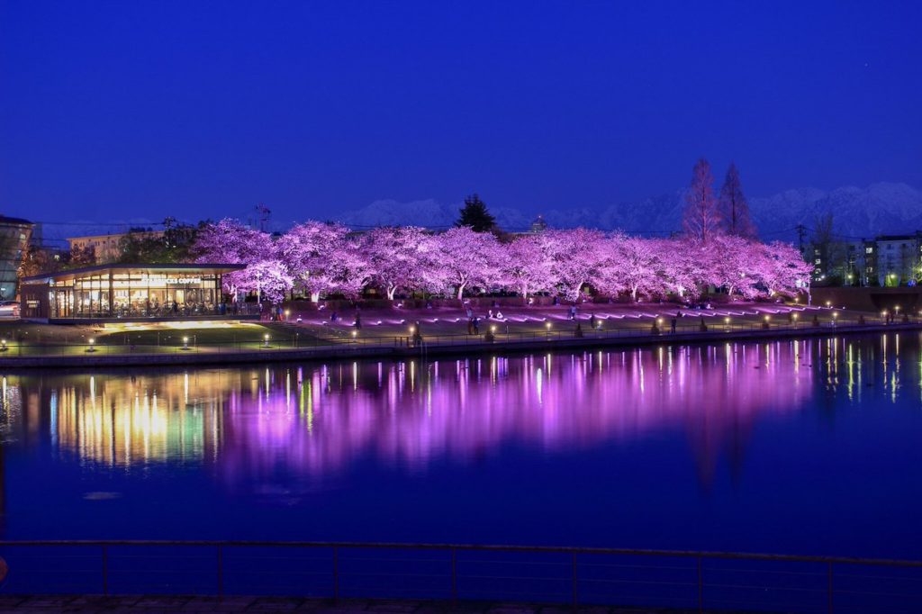 富山の桜スポット2020！富岩運河環水公園の開花や見頃はいつ？見所や口コミも！ | ジャージねこのmixサイト