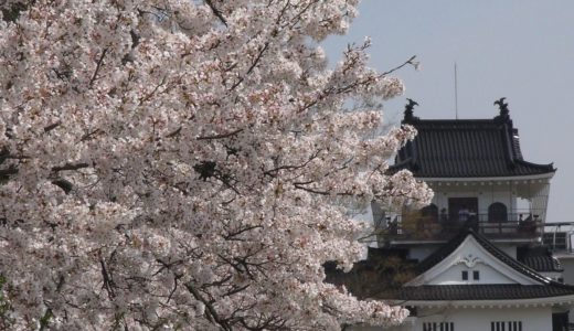 富山の桜スポット2020！富山城址公園の開花や見頃はいつ？見所や口コミも！
