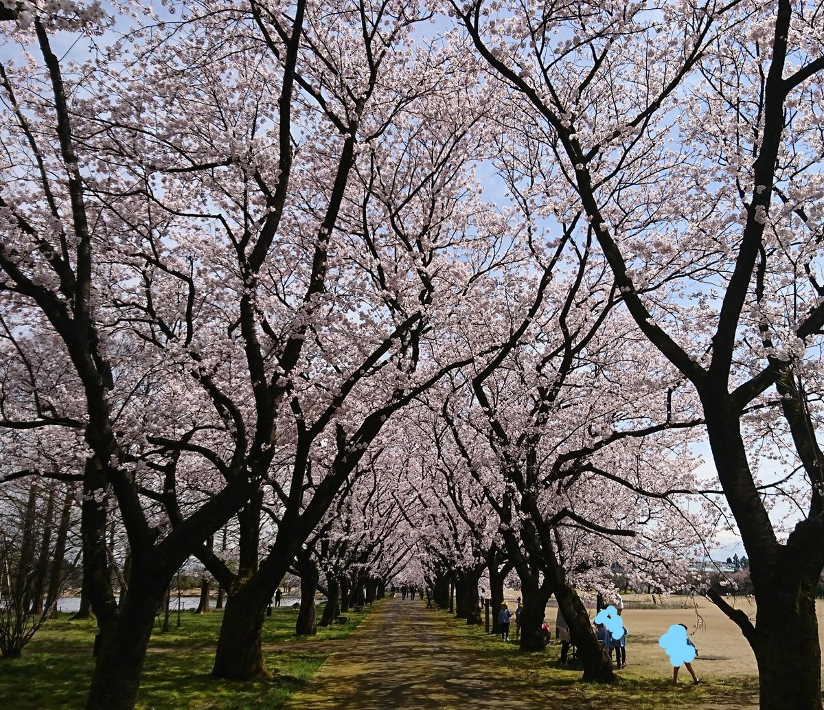 富山の桜スポット 富山県中央植物園の開花や見頃はいつ 見所や口コミも ジャージねこのmixサイト