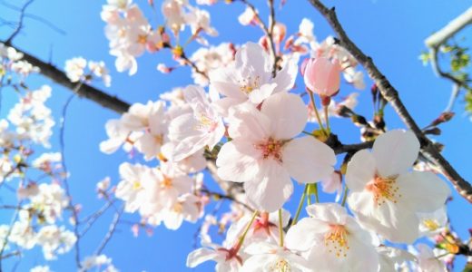 福井の桜2020最新開花予想や満開予想日いつ？見頃はいつまで？