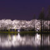 富山の桜スポット2020！富山県中央植物園の開花や見頃はいつ？見所や口コミも！