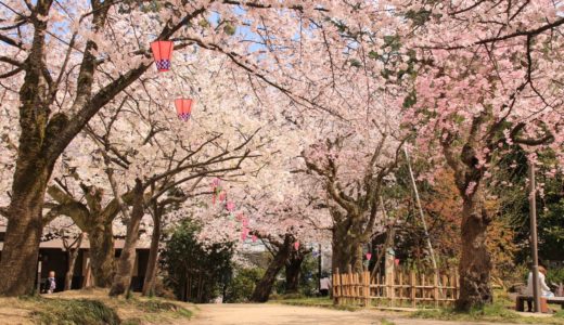 富山の桜スポット2020！高岡古城公園の開花や見頃はいつ？見所や口コミも！