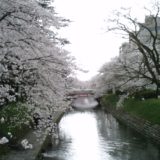 富山の桜スポット2020！松川公園の開花や見頃はいつ？見所や口コミも！